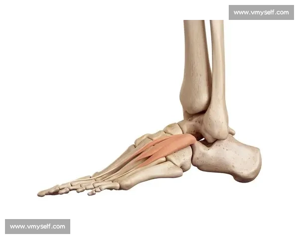 以内脚背射为中心的足部运动学研究及其在健康管理中的应用探索 以内脚背射为中心的足部运动学研究及其在健康管理中的应用探索